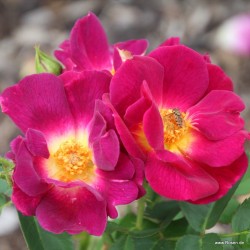 Rosier Naturen Nectar Garden Rekord ®