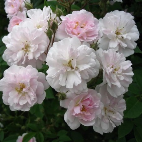 rosier Blush Noisette