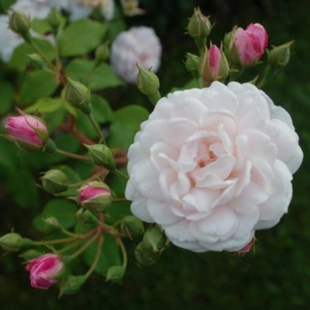 rosier Blush Noisette