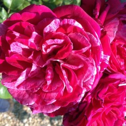 Rosier Crazy Fashion ®