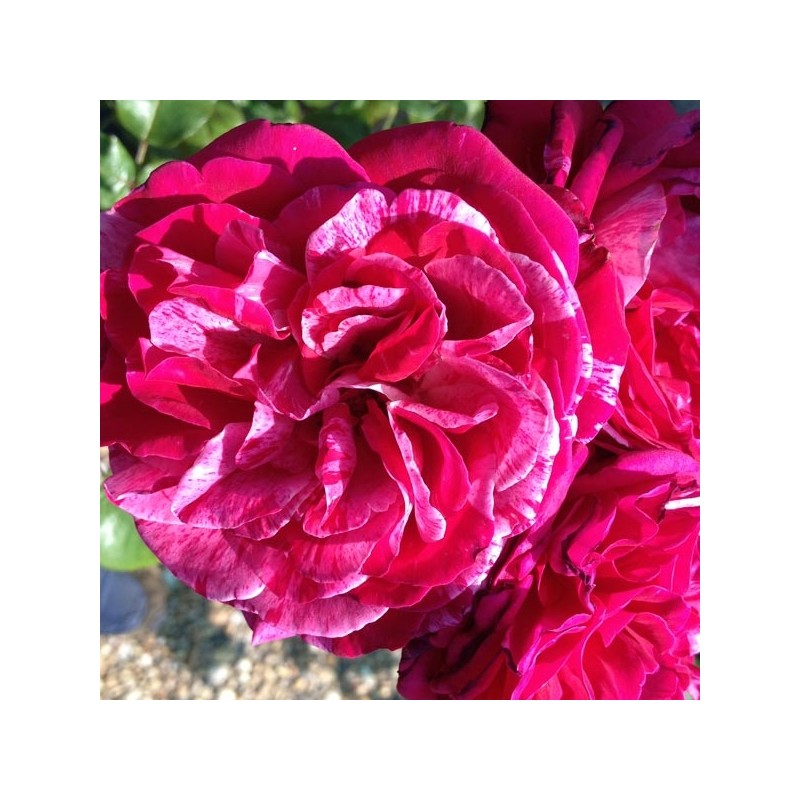 Rosier Crazy Fashion ®