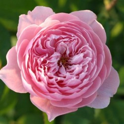 The Alnwick® rose