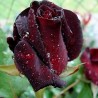 rosier Black Baccara