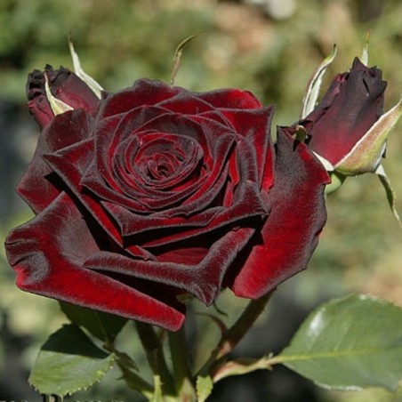 rosier Black Baccara