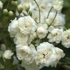 Banksiae Alba Plena - Banks blanc