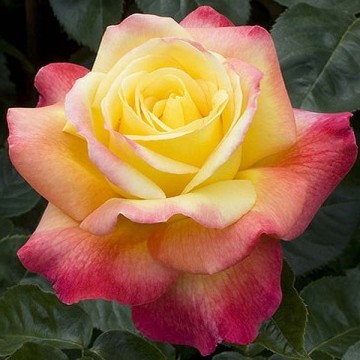 Rosier Oriental Peacenull