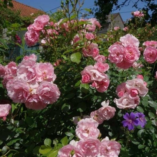 2 Rosiers 'Bonica' - Rosa Bonica Pot 25-30cm - Rosier Résistant Fleurs Doubles