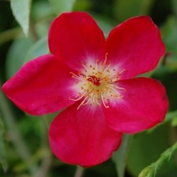 Rosa chinensis sanguinea