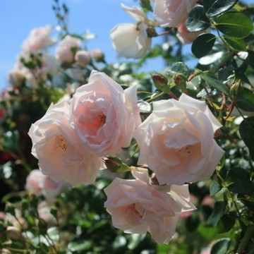Rosier Grimpant Rosa New Dawn - 2 Plantes En Pot 11cm, Fleurs Rose Clair, Parfumées, Floraison Juin à Octobre