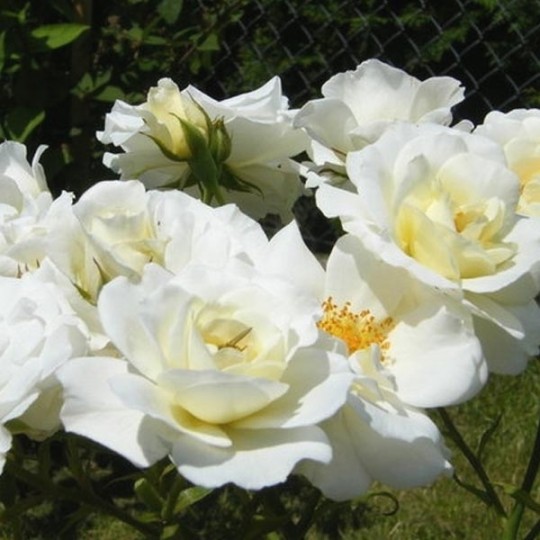 Rosier sur tige Iceberg /Fée des Neiges rosier direct producteur en