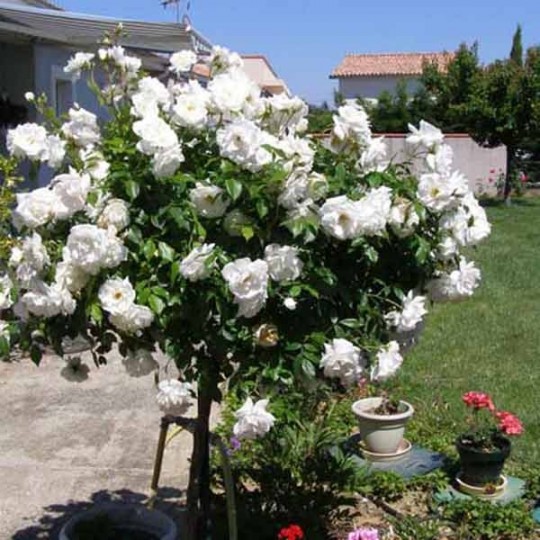Rosier sur tige Iceberg /Fée des Neiges rosier direct producteur en