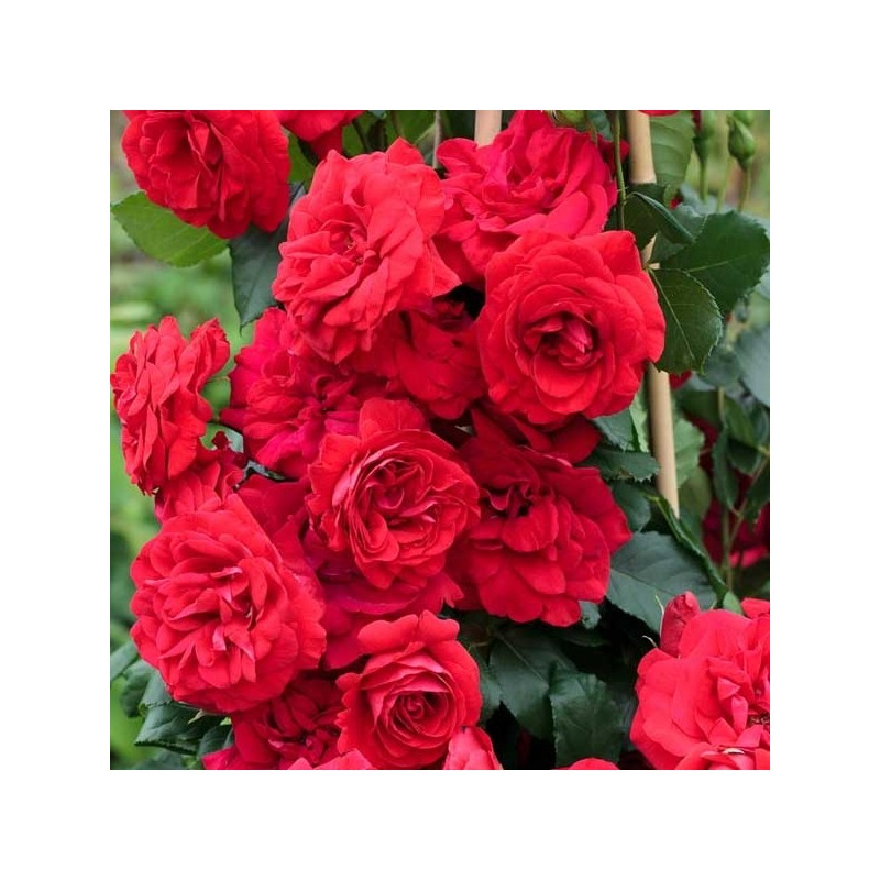 Rosier grimpant Negresco®