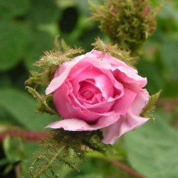 Rosa Centifolia Muscosa