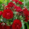 rosier grimpant Crimson Siluetta