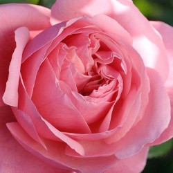 Line Renaud ® sur tige