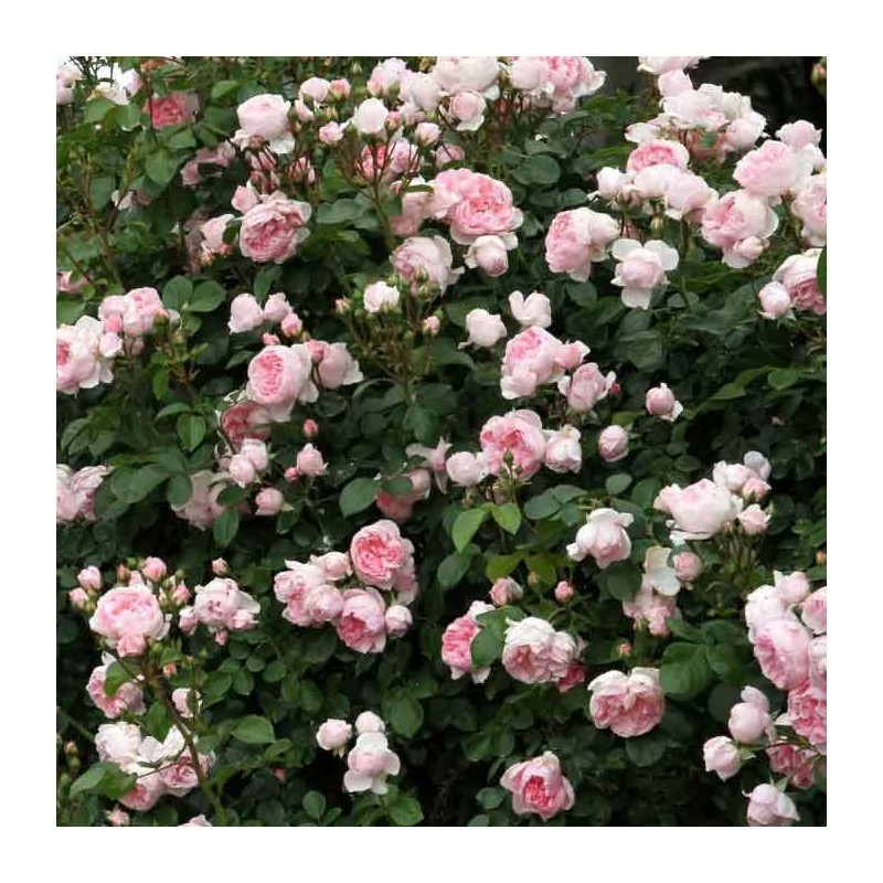 Rosier Grimpant La Giralda®