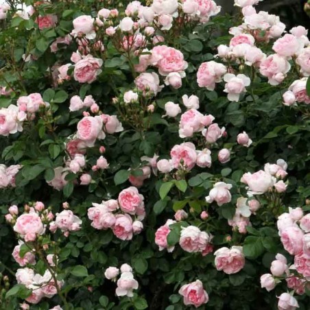 Rosier Grimpant La Giralda®