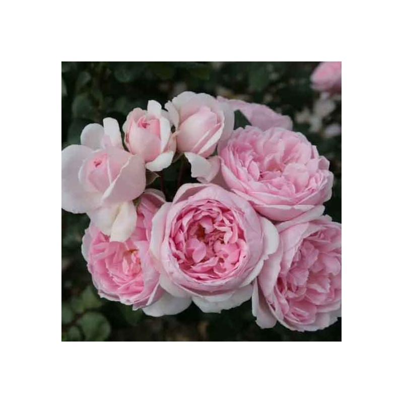 Rosier Grimpant La Giralda®