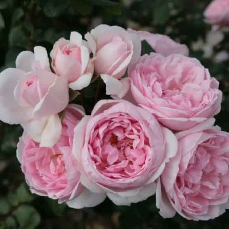 Rosier Grimpant La Giralda®