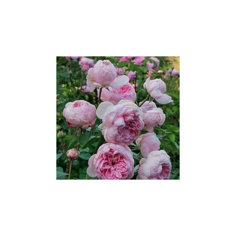 Rosier Grimpant La Giralda®