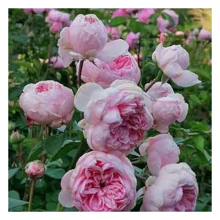 Rosier Grimpant La Giralda®