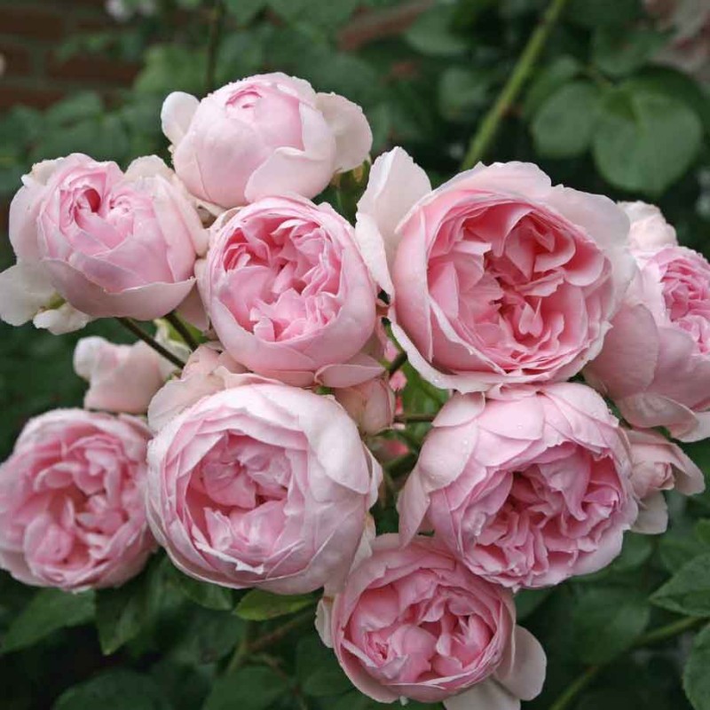 Rosier Grimpant La Giralda®