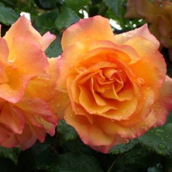 Rosier sur tige Sahara ®