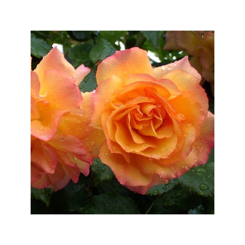 Rosier sur tige Sahara ®