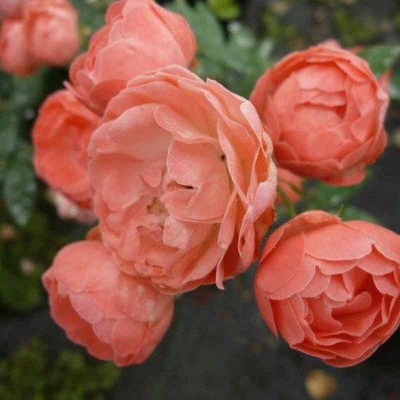 Fête des Pères Grimpant