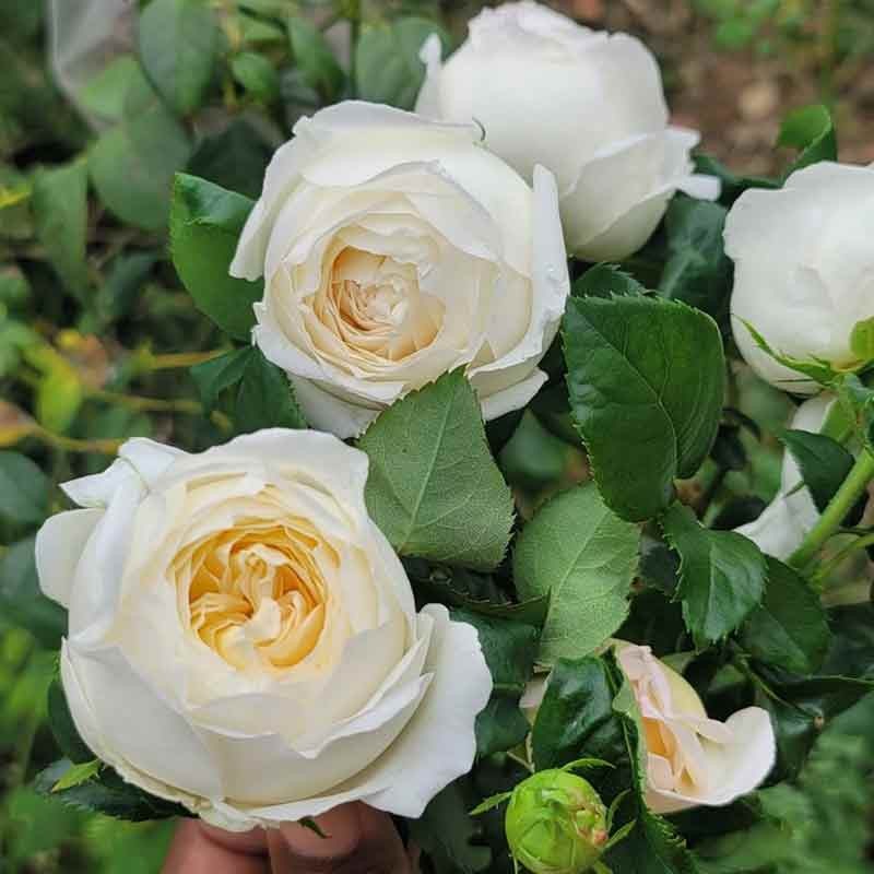 Rosier Camille Claudel ®