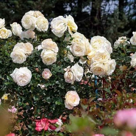 Rosier Camille Claudel ®