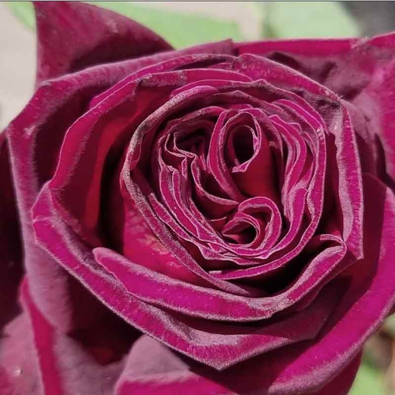 Rosier Black Parfumella ®