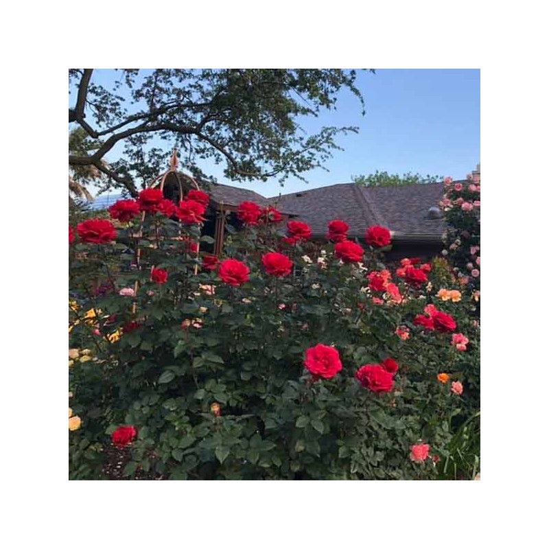 Rosier Hacienda ®