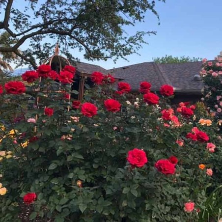 Rosier Hacienda ®