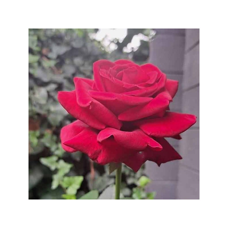 Rosier Hacienda ®