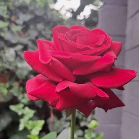 Rosier Hacienda ®