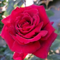 Rosier Hacienda ®