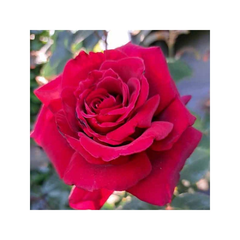 Rosier Hacienda ®