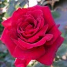 Rosier Hacienda ®
