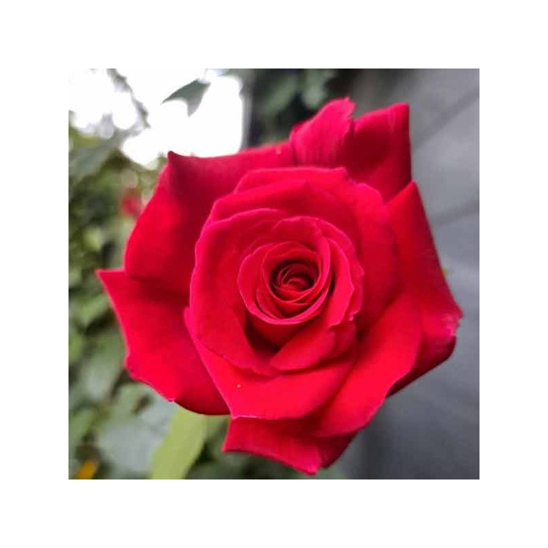 Rosier Hacienda ®
