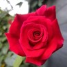 Rosier Hacienda ®