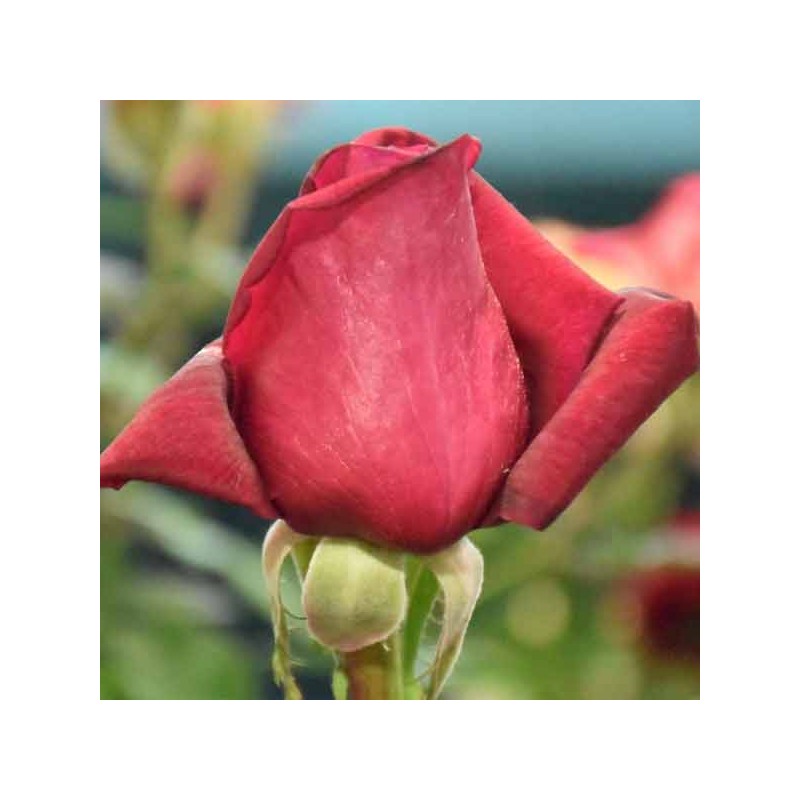 Rosier Hacienda ®