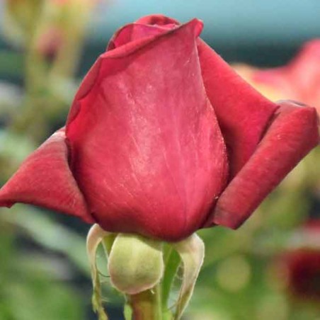 Rosier Hacienda ®