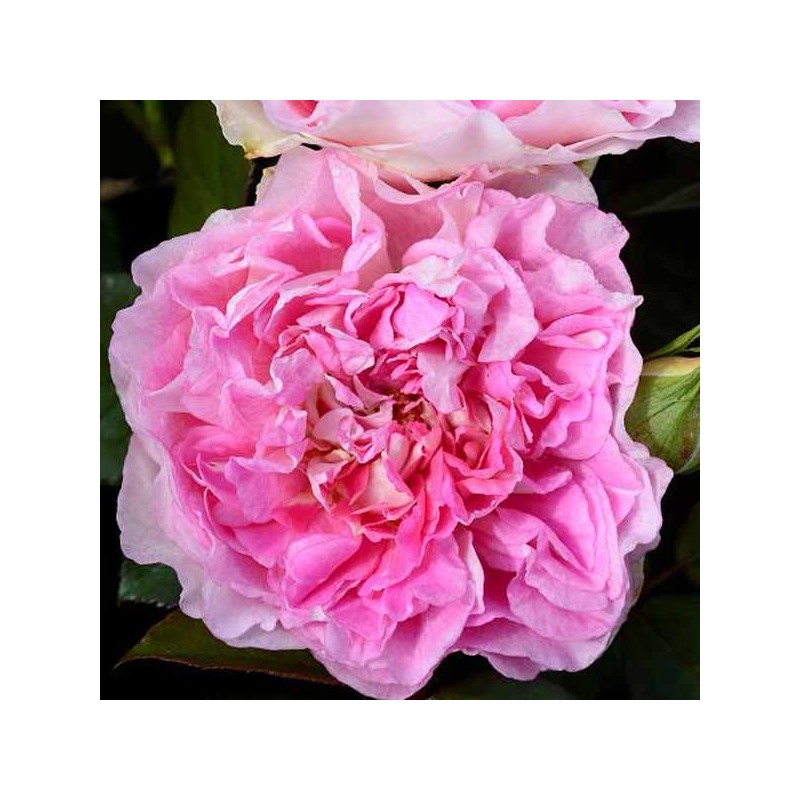 Rosier grimpant Borneo Odore