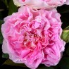 Rosier grimpant Borneo Odore