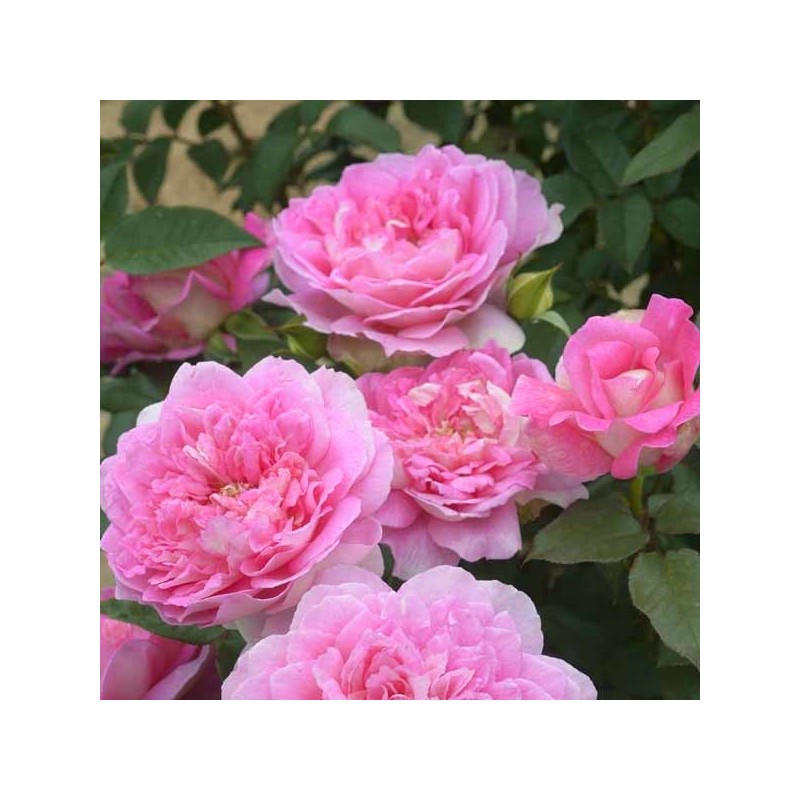 Rosier grimpant Borneo Odore