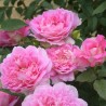 Rosier grimpant Borneo Odore