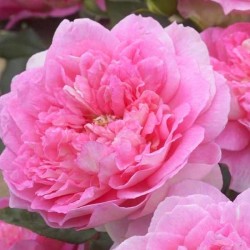 Rosier grimpant Borneo Odore