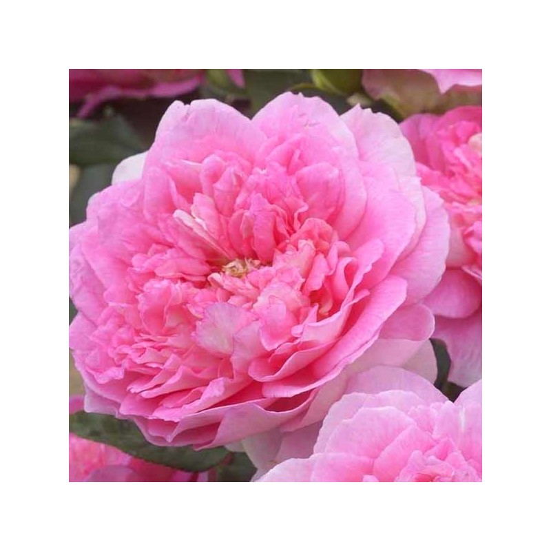 Rosier grimpant Borneo Odore