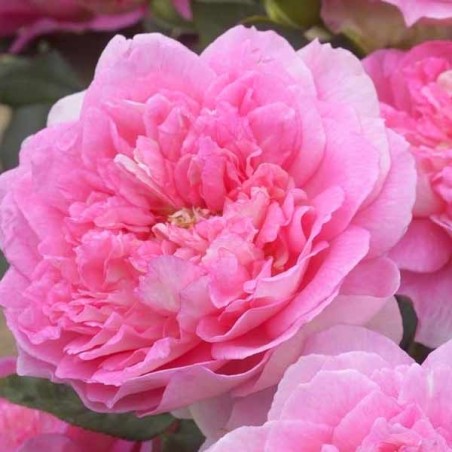 Rosier grimpant Borneo Odore